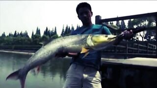 Yellow Cheek рыбалка в Shanghai с Gong Lei городской канал и охота за редкой трофейной рыбой