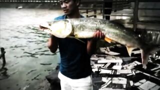 Yellow Cheek рыбалка в Shanghai с Gong Lei городской канал и охота за редкой трофейной рыбой
