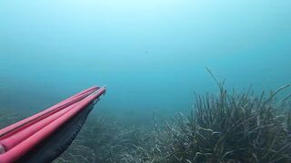 Подводная охота в Tripoli Libya на trigger fish и другую рыбу у скалистого берега Ливии