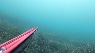 Подводная охота в Tripoli Libya на trigger fish и другую рыбу у скалистого берега Ливии