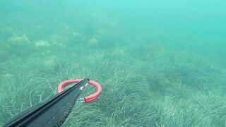 Подводная охота в Tripoli Libya на trigger fish и другую рыбу у скалистого берега Ливии