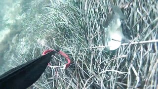 Подводная охота в Tripoli Libya на trigger fish и другую рыбу у скалистого берега Ливии