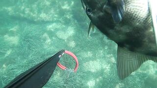 Подводная охота в Tripoli Libya на trigger fish и другую рыбу у скалистого берега Ливии