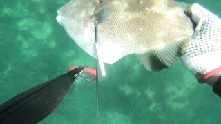 Подводная охота в Tripoli Libya на trigger fish и другую рыбу у скалистого берега Ливии