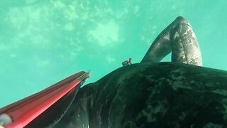 Подводная охота в Tripoli Libya на trigger fish и другую рыбу у скалистого берега Ливии