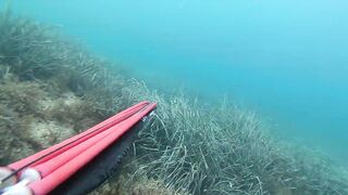 Подводная охота в Tripoli Libya на trigger fish и другую рыбу у скалистого берега Ливии