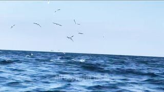 Gulf of Tadjourah лазурный залив Джибути прогулка по воде и стоит ли приезжать сюда на рыбалку