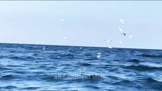 Gulf of Tadjourah лазурный залив Джибути прогулка по воде и стоит ли приезжать сюда на рыбалку