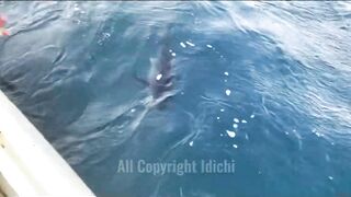 Gulf of Tadjourah лазурный залив Джибути прогулка по воде и стоит ли приезжать сюда на рыбалку