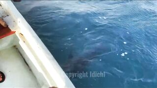 Gulf of Tadjourah лазурный залив Джибути прогулка по воде и стоит ли приезжать сюда на рыбалку