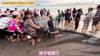 Морская рыбалка в Sanya Bay Hainan огромный улов почти в тысячу килограммов рыбы в одной сети