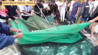 Морская рыбалка в Sanya Bay Hainan огромный улов почти в тысячу килограммов рыбы в одной сети