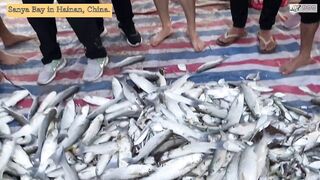 Морская рыбалка в Sanya Bay Hainan огромный улов почти в тысячу килограммов рыбы в одной сети