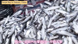 Морская рыбалка в Sanya Bay Hainan огромный улов почти в тысячу килограммов рыбы в одной сети