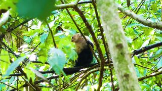 Puerto Jimenez Costa Rica - путешествие по Osa Peninsula и порту для океанской рыбалки