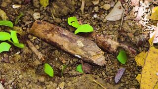 Puerto Jimenez Costa Rica - путешествие по Osa Peninsula и порту для океанской рыбалки