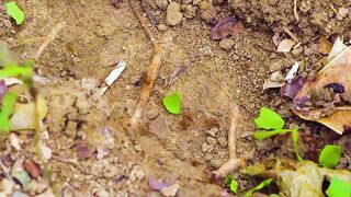 Puerto Jimenez Costa Rica - путешествие по Osa Peninsula и порту для океанской рыбалки