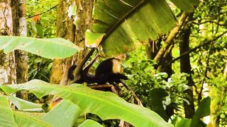 Puerto Jimenez Costa Rica - путешествие по Osa Peninsula и порту для океанской рыбалки