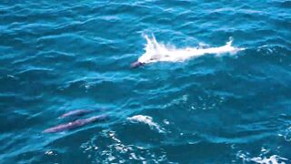 Puerto Jimenez Costa Rica - путешествие по Osa Peninsula и порту для океанской рыбалки