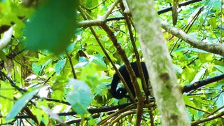 Puerto Jimenez Costa Rica - путешествие по Osa Peninsula и порту для океанской рыбалки