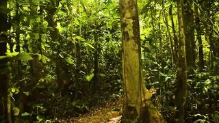 Puerto Jimenez Costa Rica - путешествие по Osa Peninsula и порту для океанской рыбалки