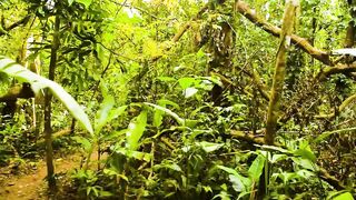 Puerto Jimenez Costa Rica - путешествие по Osa Peninsula и порту для океанской рыбалки