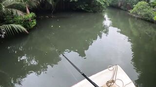 Bentota Sri Lanka рыбалка в мангровом ручье экспедиция за mangrove jack в устье тропической реки