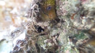 Шарм Эль Шейх Nabq, пляж отеля Amwaj обзор входа в море и логово мурены возле рифа