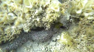 Шарм Эль Шейх Nabq, пляж отеля Amwaj обзор входа в море и логово мурены возле рифа