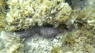 Шарм Эль Шейх Nabq, пляж отеля Amwaj обзор входа в море и логово мурены возле рифа