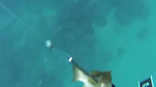 Подводная охота в Tripoli Lebanon grouper и другая рыба на скальных свалах Средиземного моря