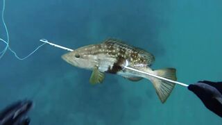 Подводная охота в Tripoli Lebanon grouper и другая рыба на скальных свалах Средиземного моря