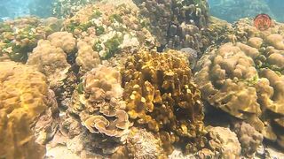 Таиланд 2024 Ko Haa и Ko Rok затерянные острова Андаманского моря с рифами и есть ли тут рыбалка