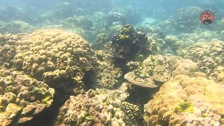 Таиланд 2024 Ko Haa и Ko Rok затерянные острова Андаманского моря с рифами и есть ли тут рыбалка