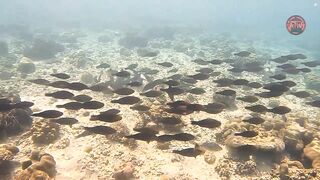 Таиланд 2024 Ko Haa и Ko Rok затерянные острова Андаманского моря с рифами и есть ли тут рыбалка