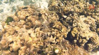 Таиланд 2024 Ko Haa и Ko Rok затерянные острова Андаманского моря с рифами и есть ли тут рыбалка