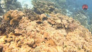 Таиланд 2024 Ko Haa и Ko Rok затерянные острова Андаманского моря с рифами и есть ли тут рыбалка