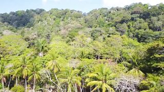 Playa Matapalo Costa Rica тихий пляж джунгли вокруг и сильная волна Тихого океана у берега