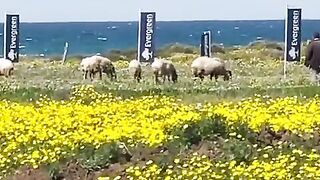 Гюзельюрт и Газиверен Северный Кипр правда о низких ценах на недвижимость и скрытых нюансах районов