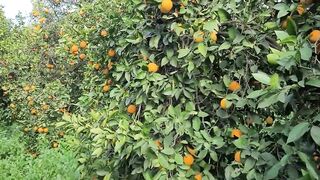 Гюзельюрт и Газиверен Северный Кипр правда о низких ценах на недвижимость и скрытых нюансах районов