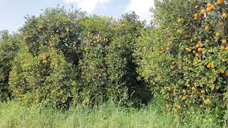 Гюзельюрт и Газиверен Северный Кипр правда о низких ценах на недвижимость и скрытых нюансах районов