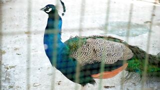 Алсанджак пригород Кирении Северный Кипр спокойная жизнь у моря и инфраструктура для переезда