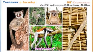 Zanzibar: обзор отеля Unguja Lodge в Kizimkazi тихий отдых у океана вдали от шумных курортов