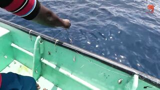 Глубинная рыбалка в океане за rosy snapper тяжёлые снасти и борьба с рыбой на большой глубине