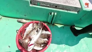 Глубинная рыбалка в океане за rosy snapper тяжёлые снасти и борьба с рыбой на большой глубине