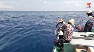 Глубинная рыбалка в океане за rosy snapper тяжёлые снасти и борьба с рыбой на большой глубине