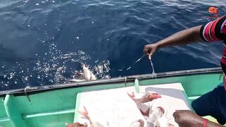 Глубинная рыбалка в океане за rosy snapper тяжёлые снасти и борьба с рыбой на большой глубине