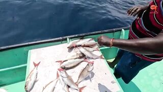 Глубинная рыбалка в океане за rosy snapper тяжёлые снасти и борьба с рыбой на большой глубине