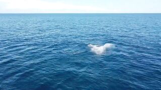 Морская рыбалка в Playas del Coco Costa Rica экстремальная охота за трофейной океанской рыбой