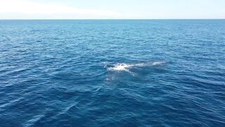 Морская рыбалка в Playas del Coco Costa Rica экстремальная охота за трофейной океанской рыбой